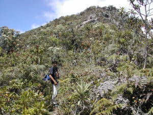 Der Gipfel des Pico Occidental