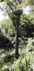 Riesen Eucaliptus