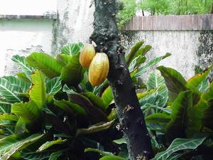 A Cocoa tree