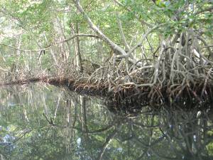 Reflexo das rvores de mangue na gua