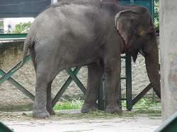 Elefante del zoolgico