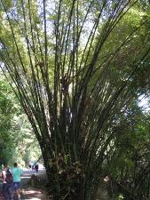 Bambus na via para Ocumare