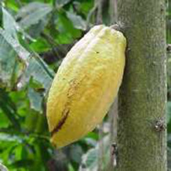 Fruta de Cacao