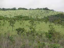 Vegetacin herbcea de la Sabana, en la va que va de Ciudad Guayana al Guri
