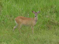 Deer in the Hato Piero