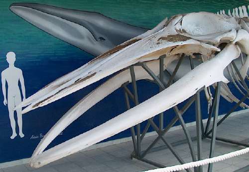 Detail of the skeleton of the whale