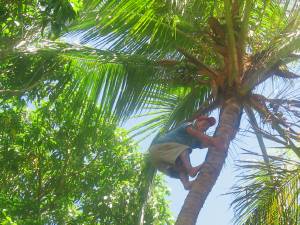 Demonstrao da subida  palmeira
