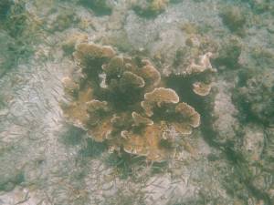 Coral con peces