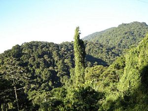 Vistas