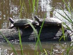 Turtles, Masaguaral