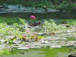 Estanque con nenúfaros