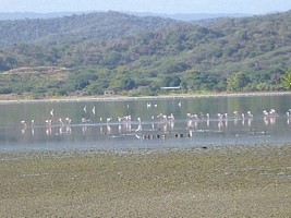 Laguna